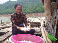 "Săn" cá hiếm, mỗi năm chỉ có một lần trong lòng hồ sông Đà