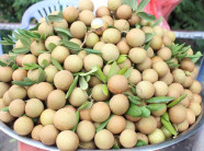 Đặc sản miệt vườn: Nhãn vàng Mỹ Đức, đắt xắt ra miếng