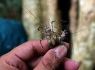 Thò tay vào từng hốc cây, hốc đá để "săn" dế rừng về nhậu