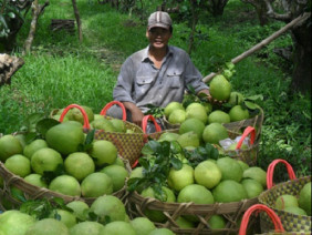 Thương lái Trung Quốc yêu cầu mua bưởi kiểu... lạ đời