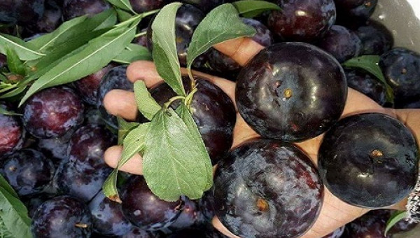 Mận Trung Quốc tràn ngập thị trường, làm cách nào để phân biệt?