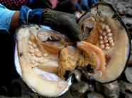 Nuôi trai trong ao nhà để cấy ngọc, 9x Bắc Giang kiếm tiền tỷ