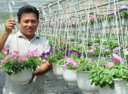 Thôi việc công ty ngoại, về trồng hoa giỏ, bỏ túi chục triệu/tháng