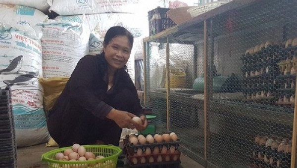 Lạ mà hay: Gà đẻ sòn sòn nhờ được nghe những bản nhạc du dương
