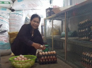 Lạ mà hay: Gà đẻ sòn sòn nhờ được nghe những bản nhạc du dương