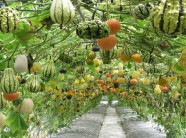 Vào chốn "thần tiên" có giàn bầu, bí thế này, bạn chỉ muốn ở lại luôn khỏi về