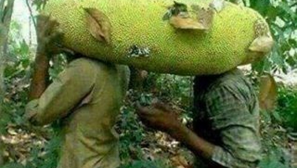 Cận cảnh mít siêu dài hơn 1 mét độc lạ đang "hot" ở Việt Nam