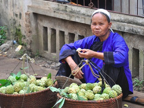 Nhộn nhịp chợ na cuối vụ ở 