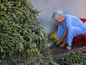 Thương lái ồ ạt mua cau non bán sang Trung Quốc, giá 20.000/kg