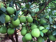 Làm giàu ở nông thôn: Bí quyết trồng bưởi đỏ sai quả như chùm nho ở xứ Mường