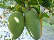 Trồng xoài Đài Loan cho trái khủng, lãi gấp 2,5 lần so với cà phê?