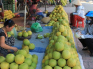 Bưởi "vạn người mê" giá tăng vọt sau bão số 10