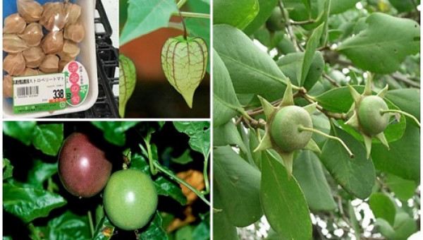 Việt Nam ngỡ là quả dại, sang "nước người ta" có giá "đắt hơn vàng"