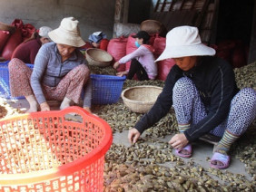 Lùng mua cau non, giá cao kỷ lục bán sang Trung Quốc để làm... kẹo?