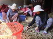 Lùng mua cau non, giá cao kỷ lục bán sang Trung Quốc để làm... kẹo?