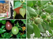 Việt Nam ngỡ là quả dại, sang "nước người ta" có giá "đắt hơn vàng"