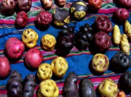 Vén màn bí mật màu sắc tím, đỏ, xanh, đen... của các loại khoai tây