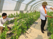 Hai anh em "hóa phép" trang trại nông sản sạch ở xứ toàn cát trắng