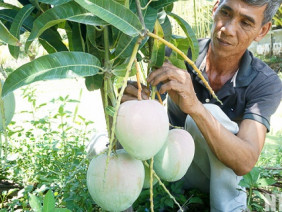 LẠ MÀ HAY: "Hóa phép" 1 cây xoài ra 2 loại trái, "bỏ ống" 90 triệu/vụ