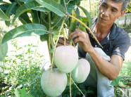 LẠ MÀ HAY: "Hóa phép" 1 cây xoài ra 2 loại trái, "bỏ ống" 90 triệu/vụ