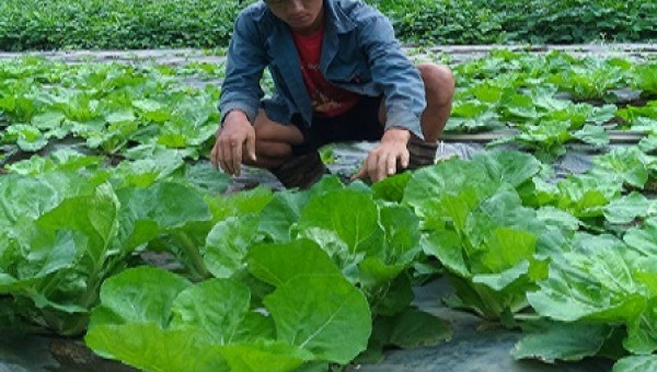 "Phát hờn" với vườn bắp cải xanh mướt 200 triệu của "hot boy" bản Mông