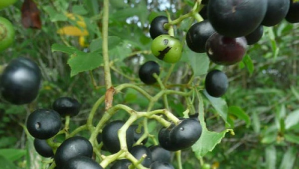 Bỏ túi không dưới 1 triệu/ngày từ trái giác - "lộc rừng" U Minh Hạ