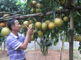 Làm giàu ở nông thôn: Trồng có 128 cây bưởi đỏ thu 600 triệu đồng/năm