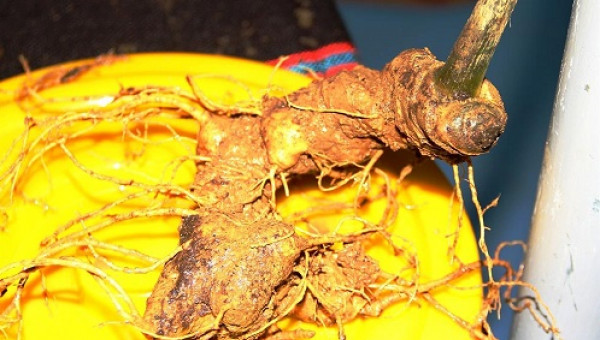 Tận mắt ngắm củ "thần dược" giá 4-5 cây vàng ở chợ sâm Ngọc Linh