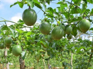 Phạt một người Trung Quốc thu mua chanh dây trái phép