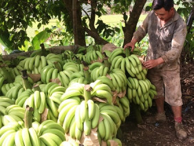 Cây vàng bạc nay thành cây... mắc nợ, dân Bản Lầu mặc kệ chín vàng