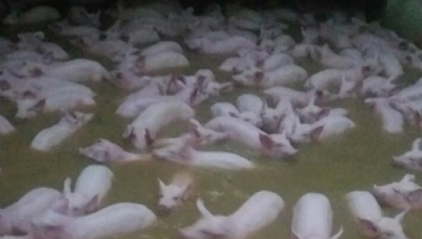 Thanh Hóa: 4.000 con lợn trại chăn nuôi bơi trong nước lũ