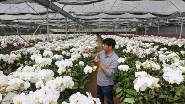 Giữa vùng nắng hạn, "soái ca" Đà Lạt trồng vườn lan, vạn người mê