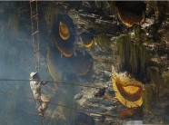 Treo mình giữa vực sâu để tìm loại mật ong "đắt hơn vàng", 127 triệu đồng/kg