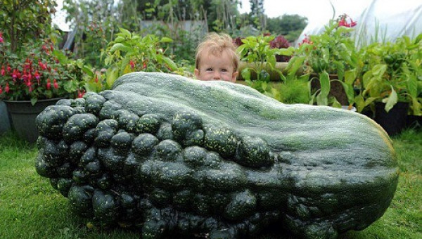 "Xứ sở thần kỳ" toàn rau, củ quả không biết khiêm tốn của "tiên ông"