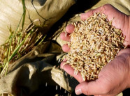 Giải mã giống lúa "siêu" chịu mặn trồng trên nước biển ở Trung Quốc