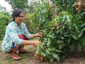 Biến vùng đất 'chết' thành vườn cây ăn quả cho thu nhập cao