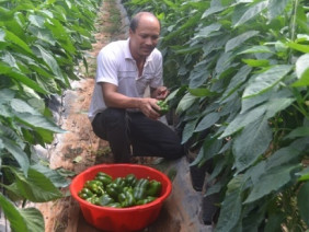 Làm giàu ở nông thôn: Phá cà phê, trồng ớt chuông, lại có tiền tỷ