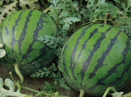 Dưa hấu Long Trì - đặc sản Long An, vị thanh lại bảo quản được lâu