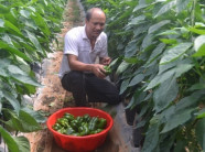 Làm giàu ở nông thôn: Phá cà phê, trồng ớt chuông, lại có tiền tỷ