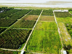 40ha dược liệu hoàn ngọc trồng bằng công nghệ vi sinh