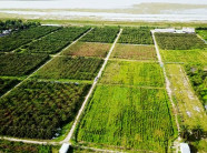 40ha dược liệu hoàn ngọc trồng bằng công nghệ vi sinh