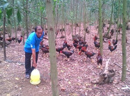 Làm giàu ở nông thôn: Thả 5.000 gà đồi, anh Đời thu 400 triệu/năm