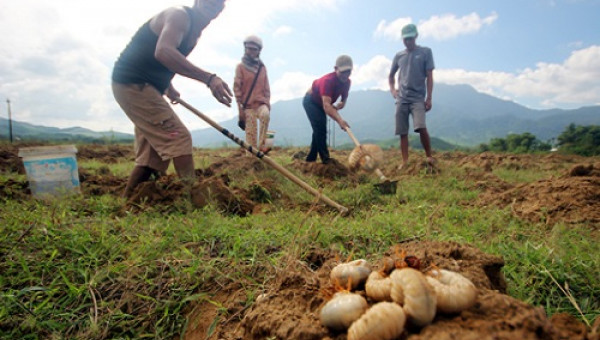 Nông dân đào sùng đất kiếm nửa triệu đồng mỗi ngày