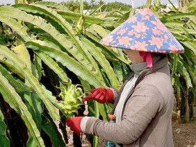 Độc chiêu nhà nông: Trồng thanh long giàn, vừa nhàn vừa ra lắm trái