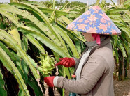 Độc chiêu nhà nông: Trồng thanh long giàn, vừa nhàn vừa ra lắm trái