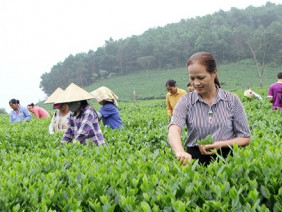 Hành trình đưa bộ đôi trà Thái Nguyên làm quà tặng tại diễn đàn APEC