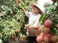 Xuất khẩu rau quả có thể đạt 10 tỷ USD: Đất nước bớt phụ thuộc vào dầu thô