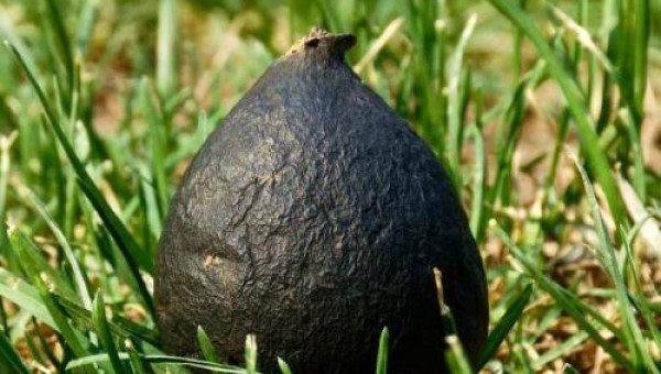 Đào ổ kiến để tìm giống nấm quý hiếm, giá 68 triệu/kg