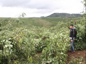 Gia Lai: Hàng chục ngàn trụ tiêu bị quật ngã do ảnh hưởng bão số 12