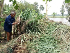 Nông dân mất trắng hàng trăm triệu đồng vì doanh nghiệp 